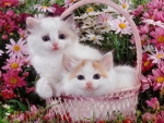 Cute Kittens on Basket