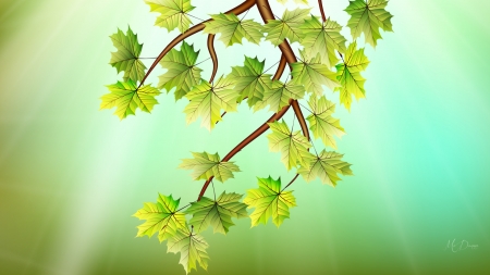 Fresh Spring Leaves - sugar maple, fresh, green, leaves, tree, spring