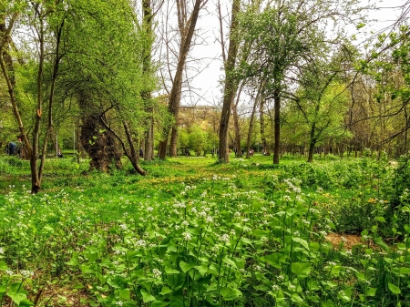 park in spring - Trees, Kosovo, Beautiful, Flowers