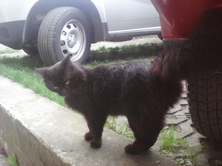 Black cat - black, animals, walk, cats