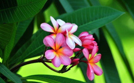 Exotic flower - exotic, flower, pink, beautiful