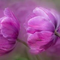 Purple tulips