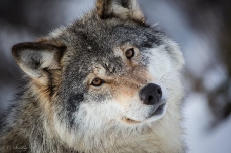 Wolf - lup, face, wolf, animal