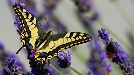 Swallowtail Butterfly - flowers, insects, animal, lavender, wings, butterfly