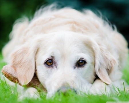 Gentle Puppy - white, animal, eyes, dog, grass, puppy