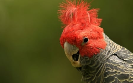 Parrot - bird, papagal, red, green, pasare, parrot