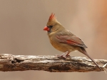 Red Cardinal