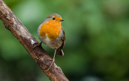 Robin - yellow, green, robin, bird, pasare