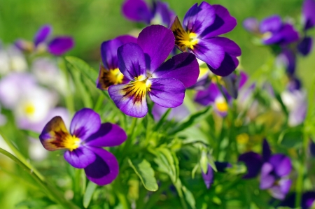 Pansies - pansy, purple, viola tricolor, pink, green, spring, flower