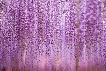 Wisteria - flower, pink, wisteria, texture, skin