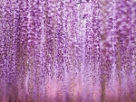 Wisteria