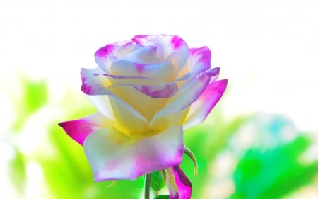 Beautiful Rose - white, flower, petals, pink, blossom