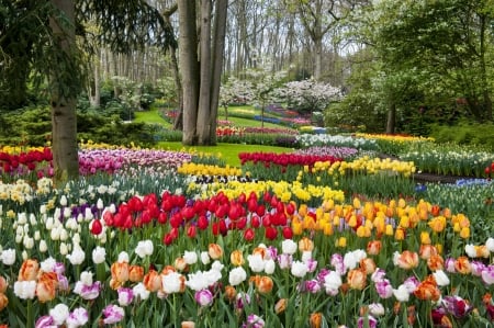 Keukenhof, Netherlands - blossoms, trees, tulips, park, colors, flowers, spring