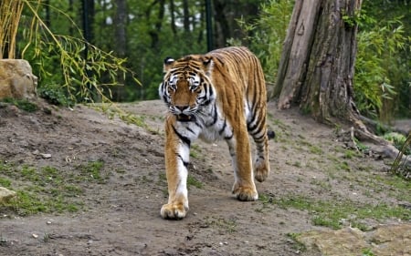 Tiger - nature, cats, forest, tiger, animals