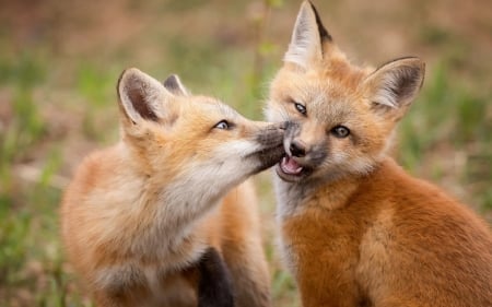 Kiss - cub, animal, kiss, cute, vulpe, couple, fox