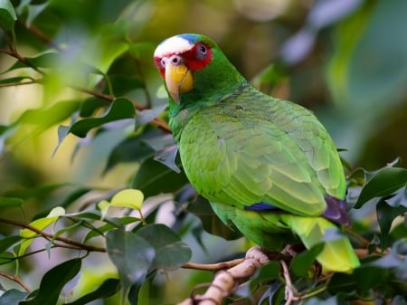 White Fronted Parrot - bird, trees, branches, animal, amazon, parrot