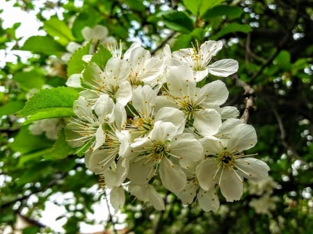 cherry blossoms - white, oak, cherry, beautiful