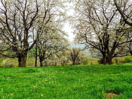 cherry trees - kosovo, place, trees, beautiful