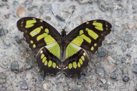 butterfly - fun, cool, anilmals, butterflies