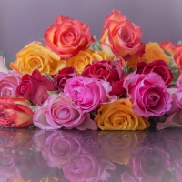 colorful roses