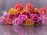 colorful roses