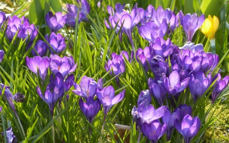 Crocuses - nature, crocuses, flowers, spring