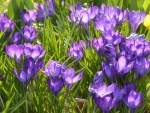 Crocuses