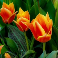 orange tulips