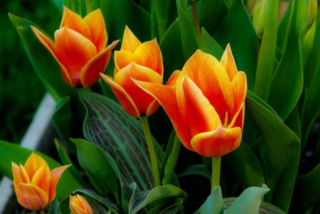 orange tulips - nature, photography, beautiful, tulips, orange, flowers, spring