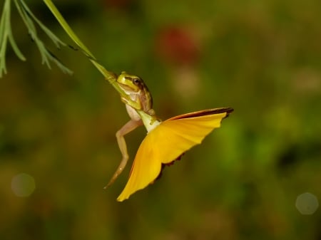 Frog - yellow, frog, amphibian, green, flower