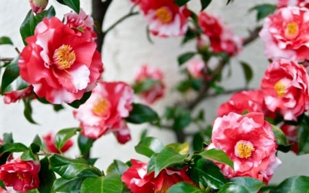 Camellia - red, flower, camellia, green