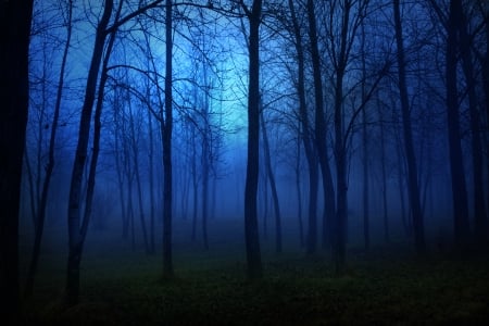 Forest - tree, forest, night, blue