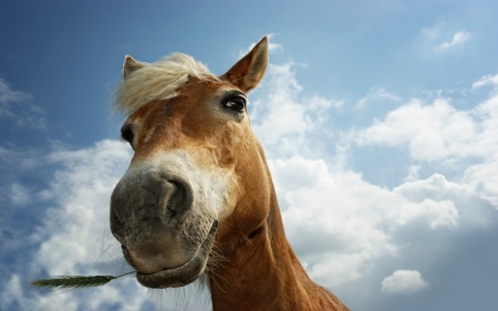 :) - cloud, face, summer, flower, horse, funny, animal, looking down, vara