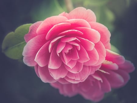 Camellia - flower, pink, summer, camellia