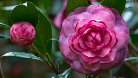 Camellia - camellia, pink, green, summer, flower