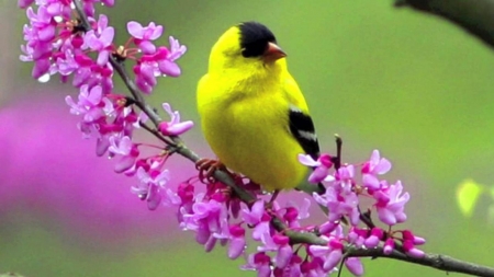 Spring Bird on the Branch