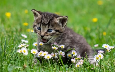 Cute Kitten - flowers, animal, kitten, grass, cat