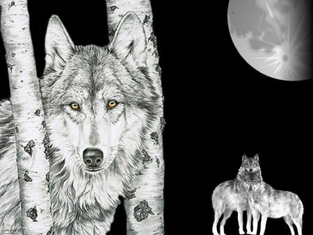 Wolves in black & white - moon, black, sketch, white, wolves