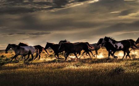 Horse - animal, cavalo, horse