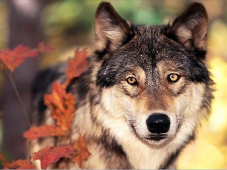 Wolf and autumn colors - forest, animal, animals, beautiful, indian, wolf, forests, dogs, native, trees, nature, dreamcatcher, color, autumn