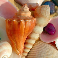 sea shells