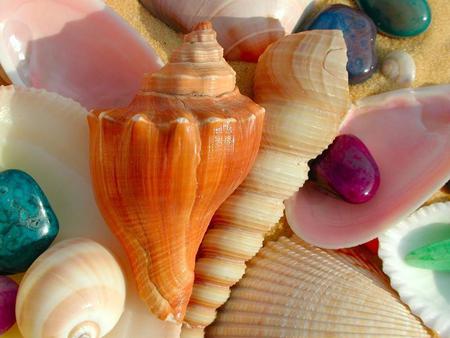 sea shells - shell, sea, nature