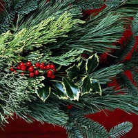 Christmas Holly
