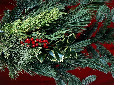 Christmas Holly - berries, christmas, evergreens, holiday, pine, holly