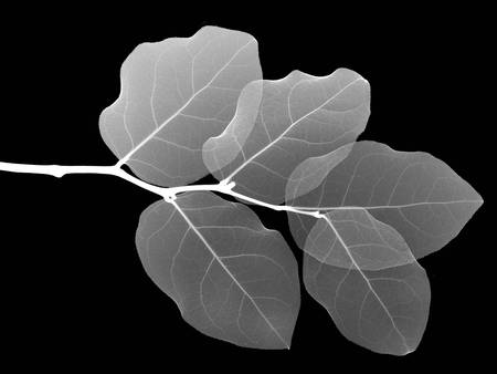 Black and White Branch - stem, plants, vista, leaves