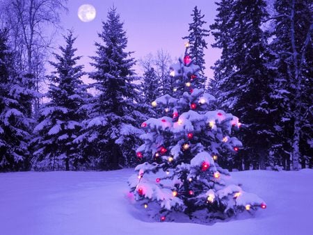 The Lonely Tree - christmas, lights, xmas, forest, tree