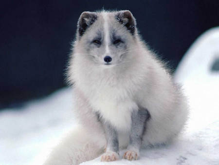 little white fox