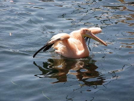 Poser - pelican, others, animals, birds