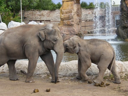 Playing 2 - elephants, animals, other