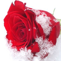 Snow Rose